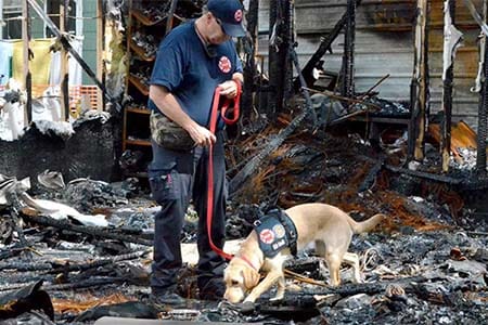 canine and handler working at an incident scene