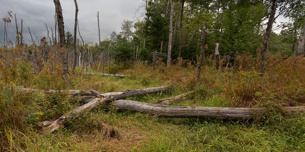 deadfall